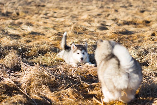 Socialize Your Husky with Other Dogs: Step Guide