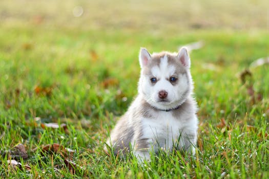 Why Does My Husky Eat Grass? Normal or Not?