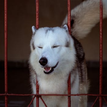 Stop Door Dashing: Husky Escape Prevention Tips
