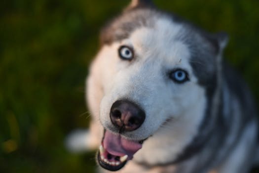 Fix Husky Resource Guarding: Safe Feeding Tips