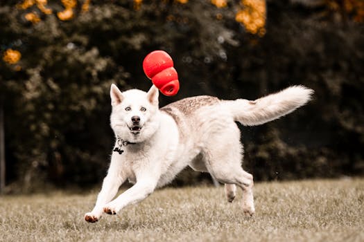 Best Chew Toys for Destructive Huskies (2024 Review)