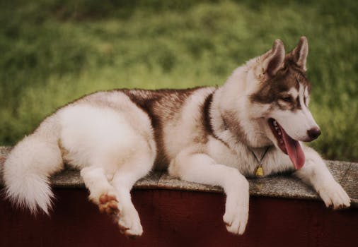 Find Husky Behavior Training Classes Near You