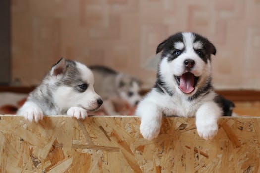 Crate Training Your Husky Puppy: Step-by-Step