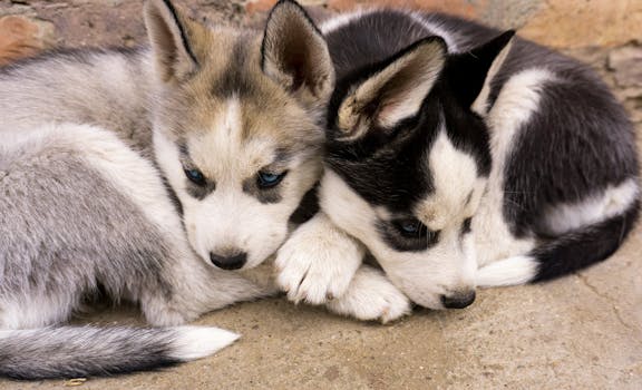 Husky Puppy Playdate: Fun Games & Socializing Tips