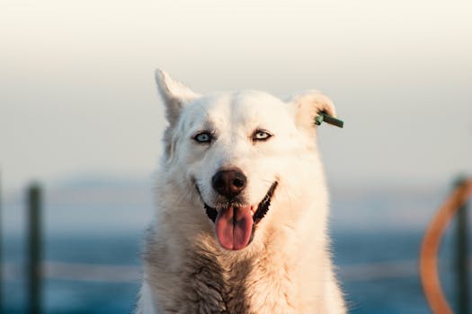 How to Take Funny Husky Photos: Pro Tips & Poses