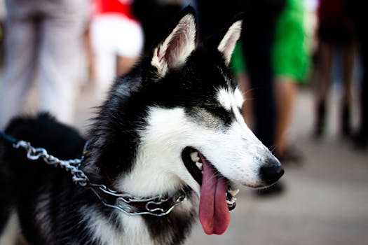 Most Dramatic Husky Moments Captured on Camera