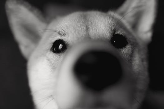 Husky vs Shiba Inu: Which Makes Funnier Pet?
