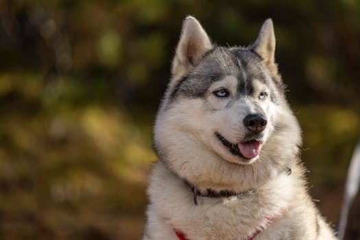Husky Dance Moves: The Funniest Tiktok Compilation
