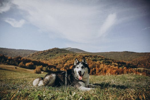 Train Your Husky for Hiking Adventures