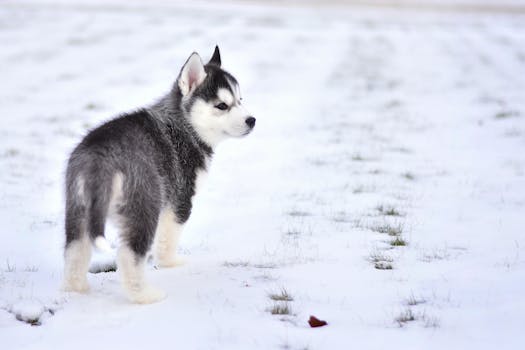 common husky health problems