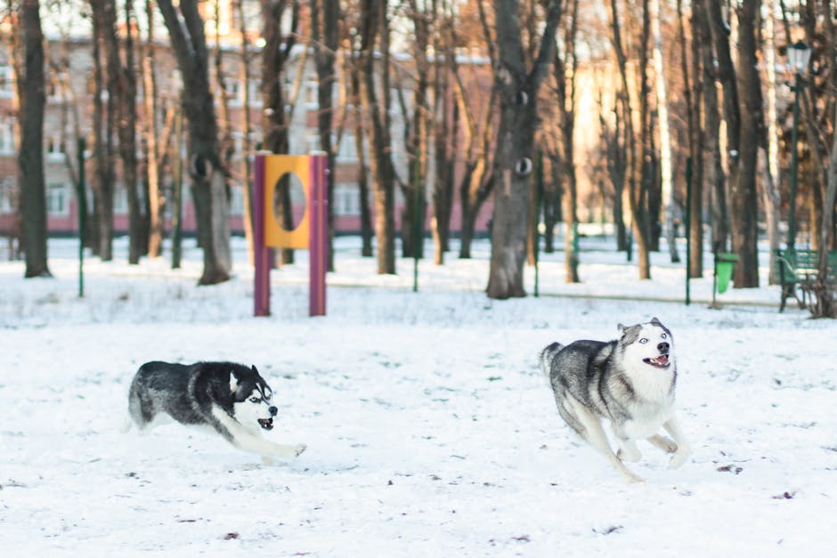 Understanding Husky Vocalizations
