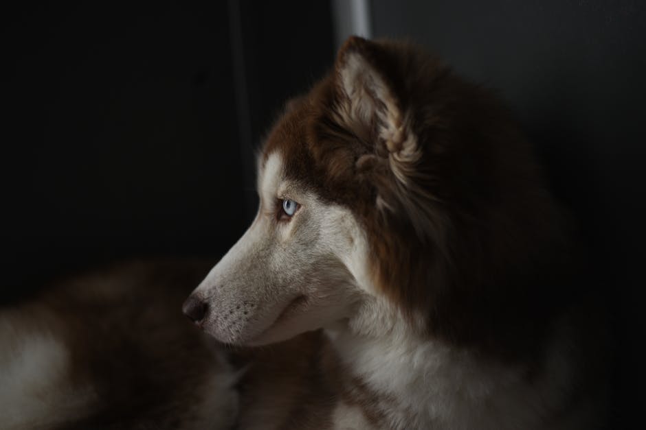 Signs Your Husky Has Separation Anxiety