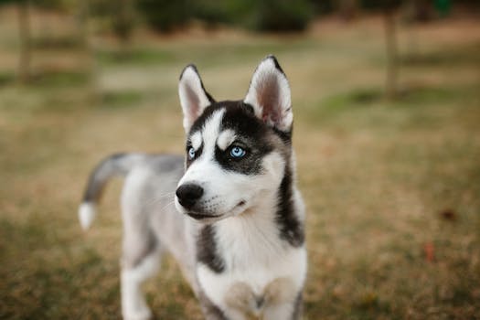 husky puppy guide