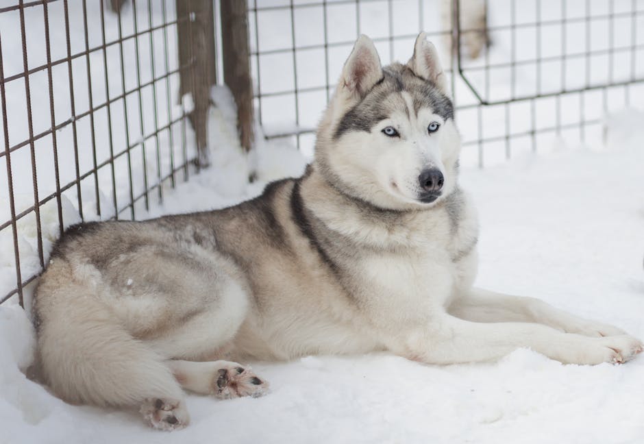 Why Are Huskies Such Escape Artists?