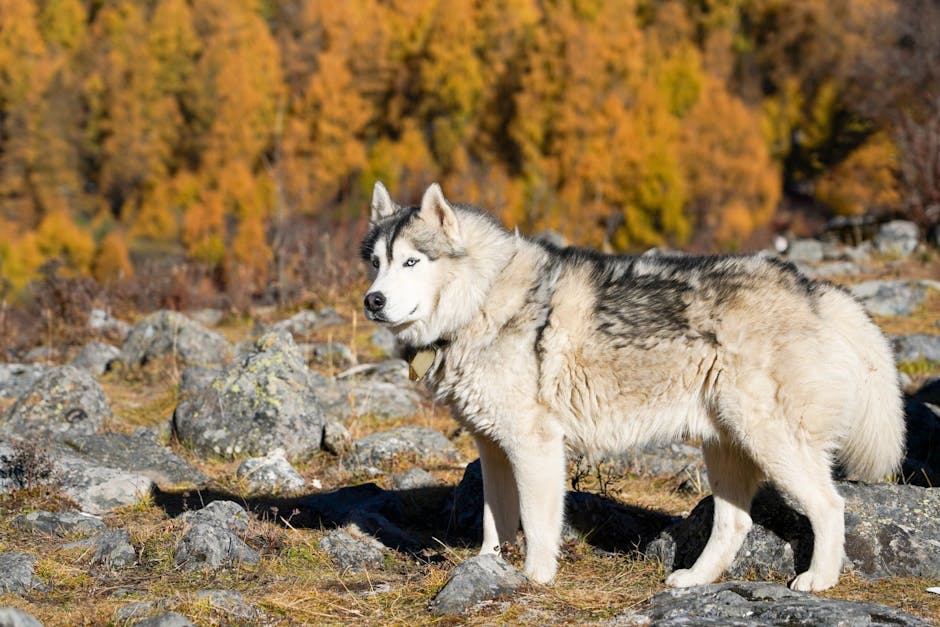 Introduction: Two Majestic Northern Breeds
