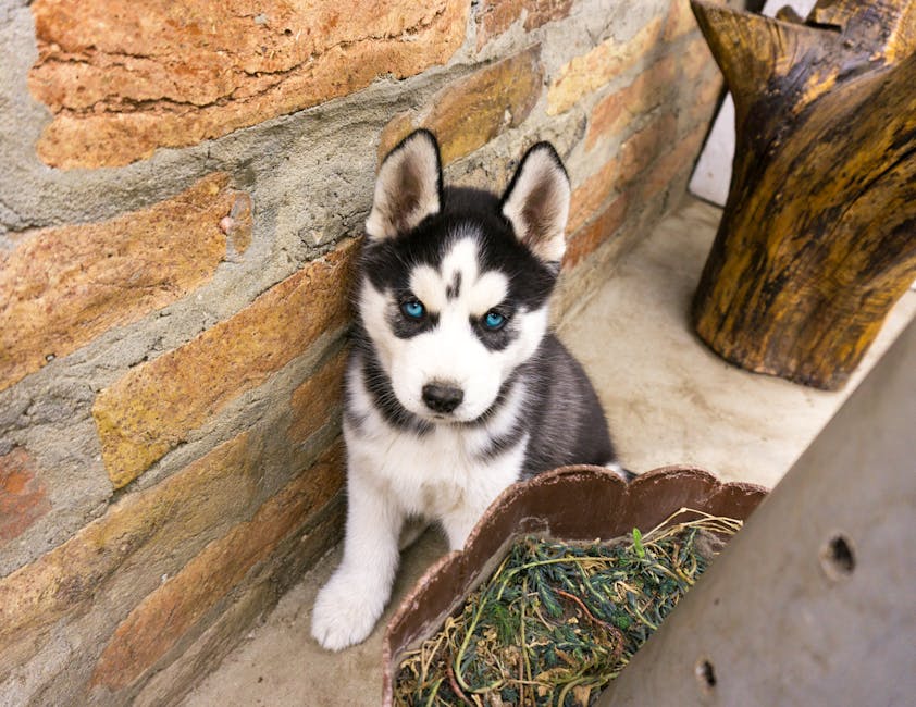 What to Feed Your Husky Puppy