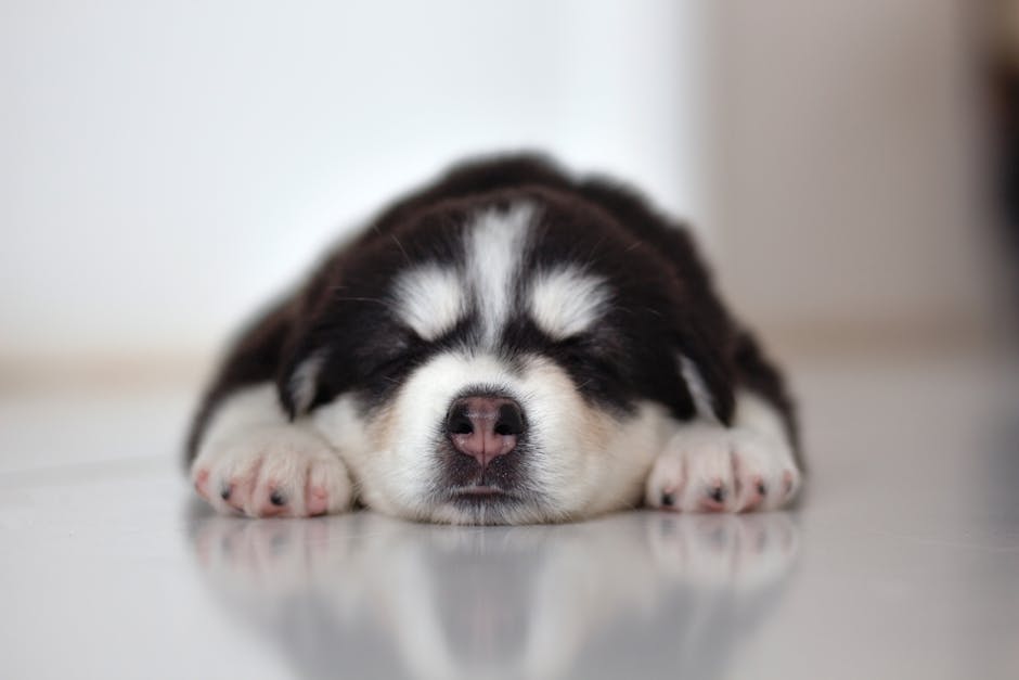 Why a Consistent Sleep Schedule Matters for Your Husky Puppy