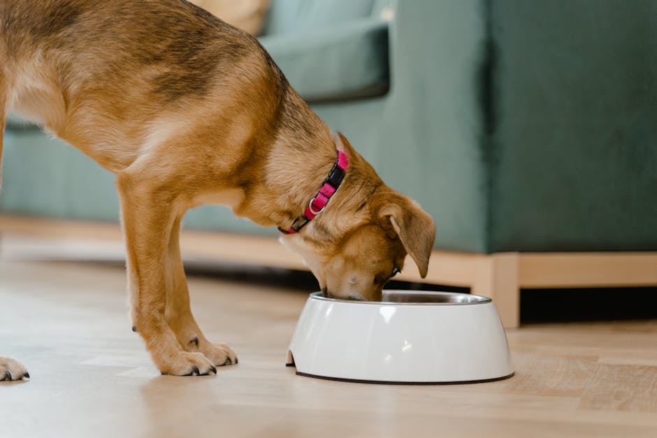 Understanding Food Allergies vs. Intolerances in Huskies