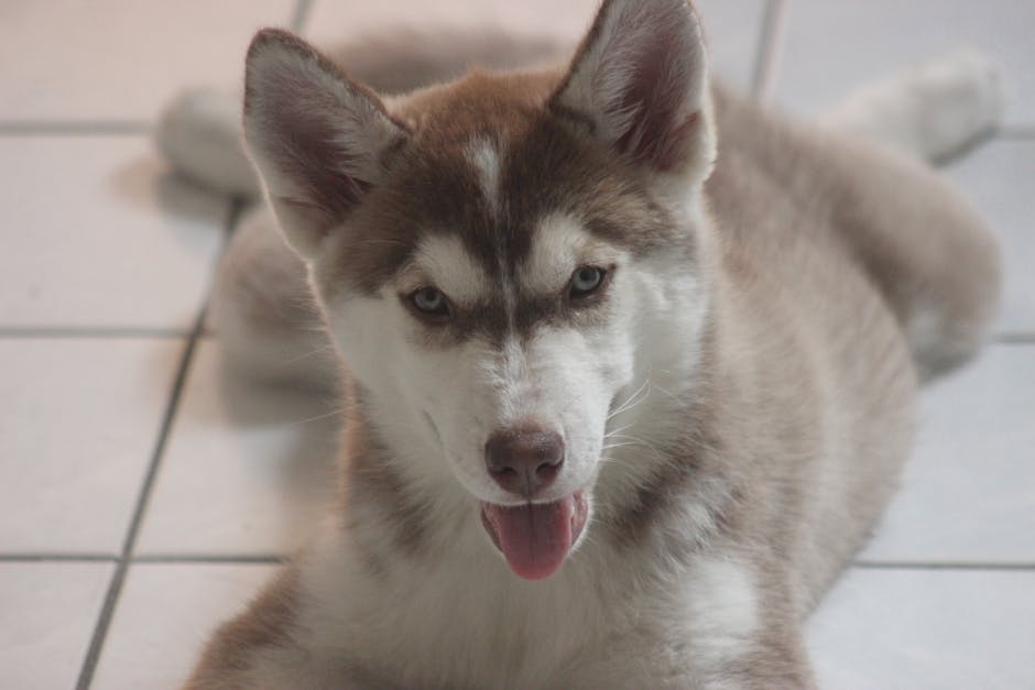 Pros and Cons of Homemade Food for Husky Puppies