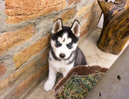 husky puppy food recommendations