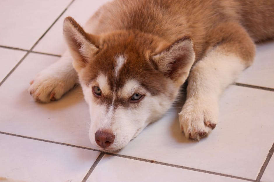 Types of Parasites That Affect Husky Puppies
