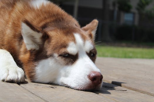 husky diarrhea