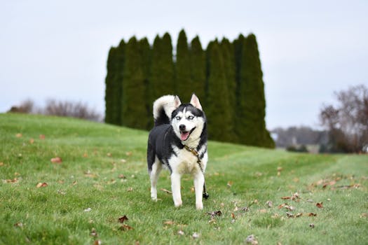 Off-Leash Husky Training: Step-by-Step Guide