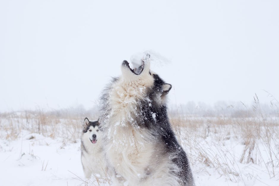 2. The Dramatic Howl: A One-Dog Choir