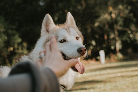 How to Train Your Husky with Hand Signals