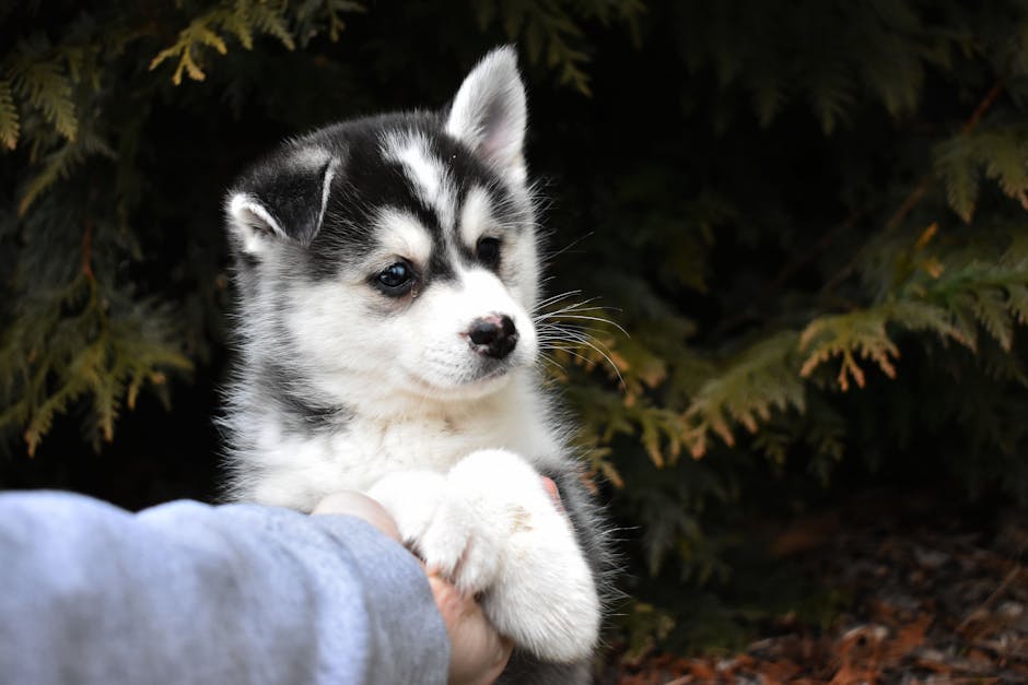 Why Hand Signals Work for Huskies