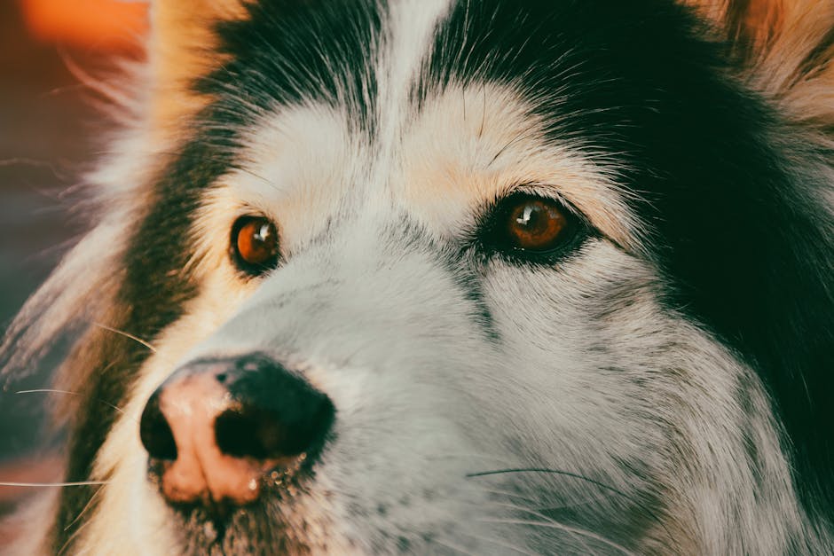 Choosing the Right Muzzle for a Husky