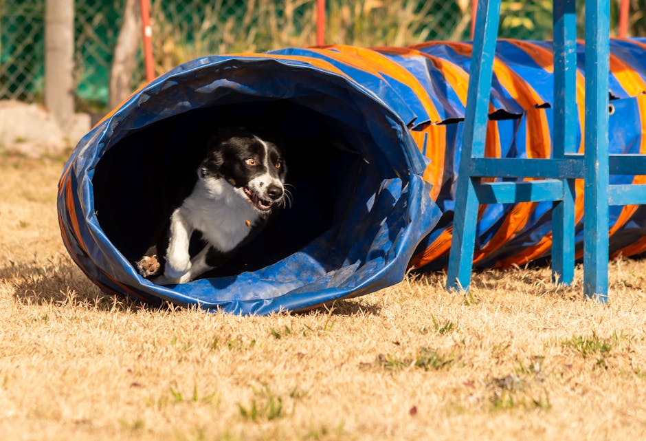 Why Agility Training is Perfect for Your Siberian Husky