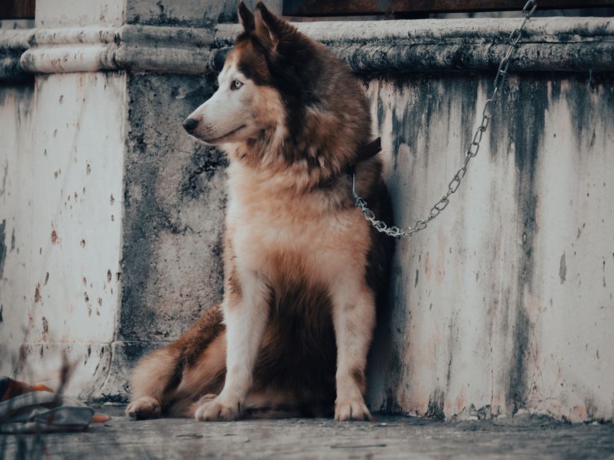 Common Causes of Hair Loss in Huskies