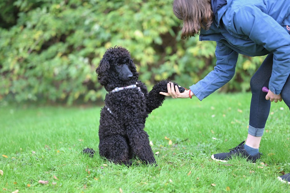Trick #1: Shake Hands (Paw)