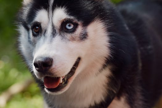 Husky Bad Breath: Causes & Solutions