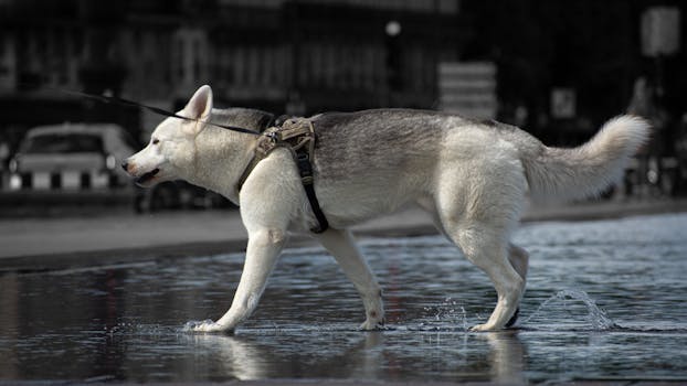 Best Leash for Huskies: Top Picks & Buying Guide