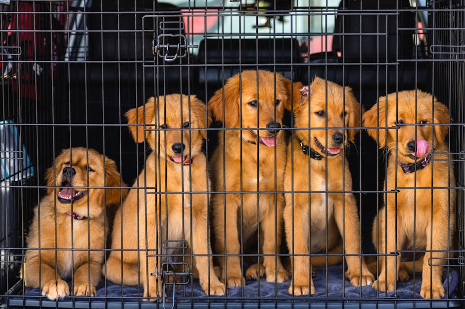 Why Crate Training is Essential for Your Husky Puppy