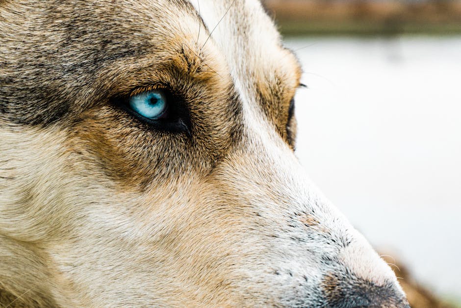 The Genetics Behind Blue Eyes in Siberian Huskies