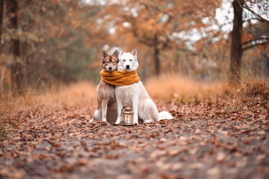 Why Pairing with the Right Breed Matters