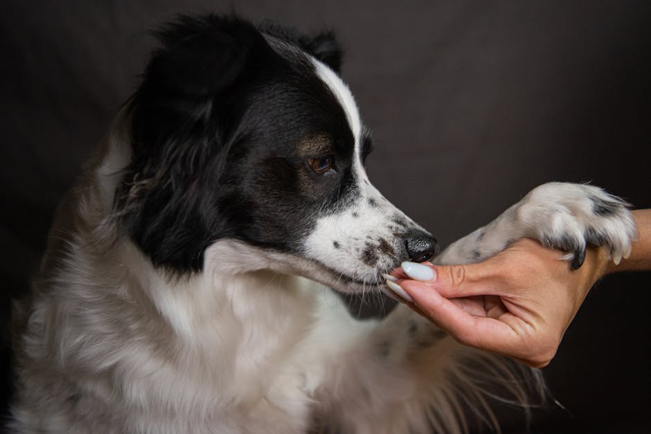 Essential Commands to Teach Your Husky