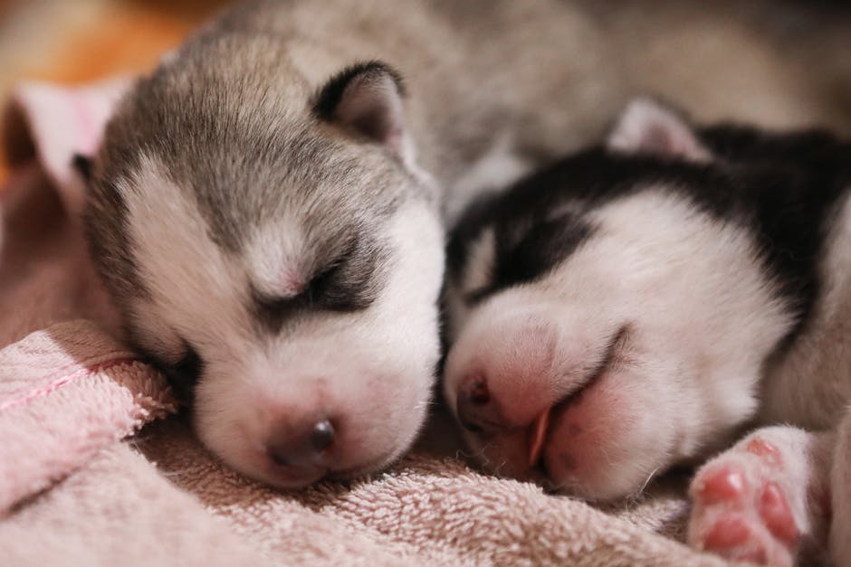 Factors Affecting Sleep in Husky Puppies
