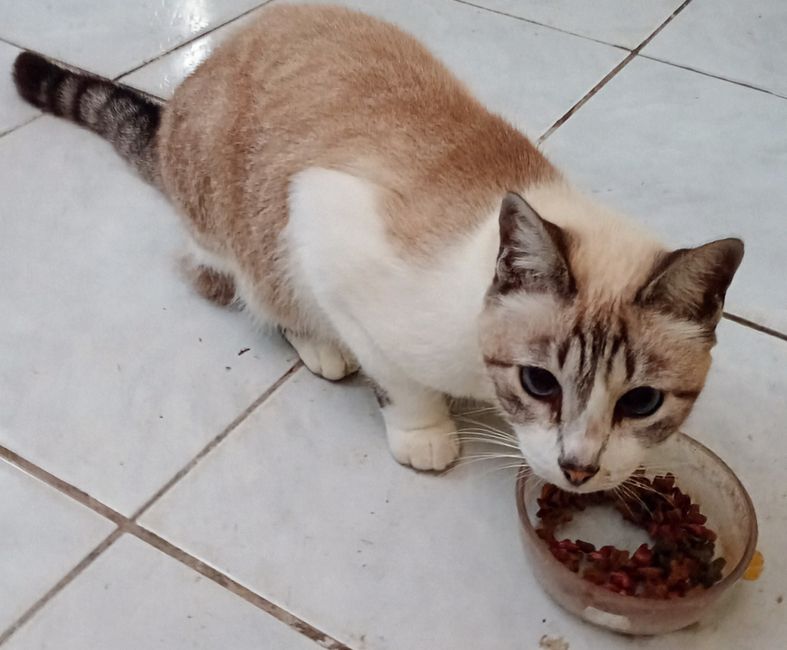 Potential Risks of Mixing Kibble and Raw