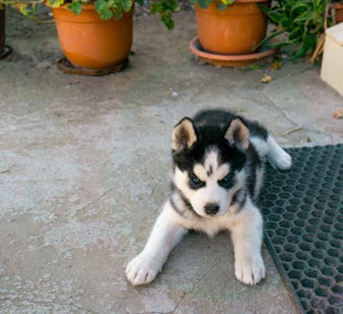 When Do Husky Ears Stand Up? Timeline & Tips