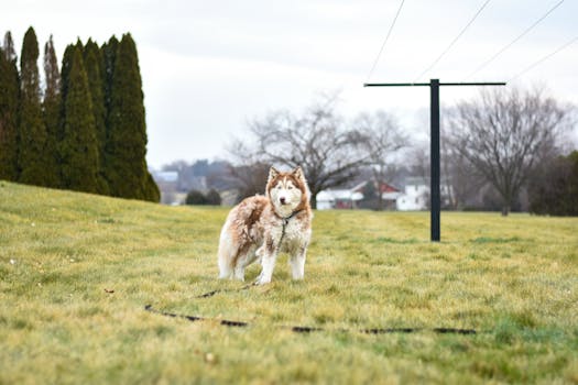 Using a Remote Training Collar on Your Husky: A Complete Guide