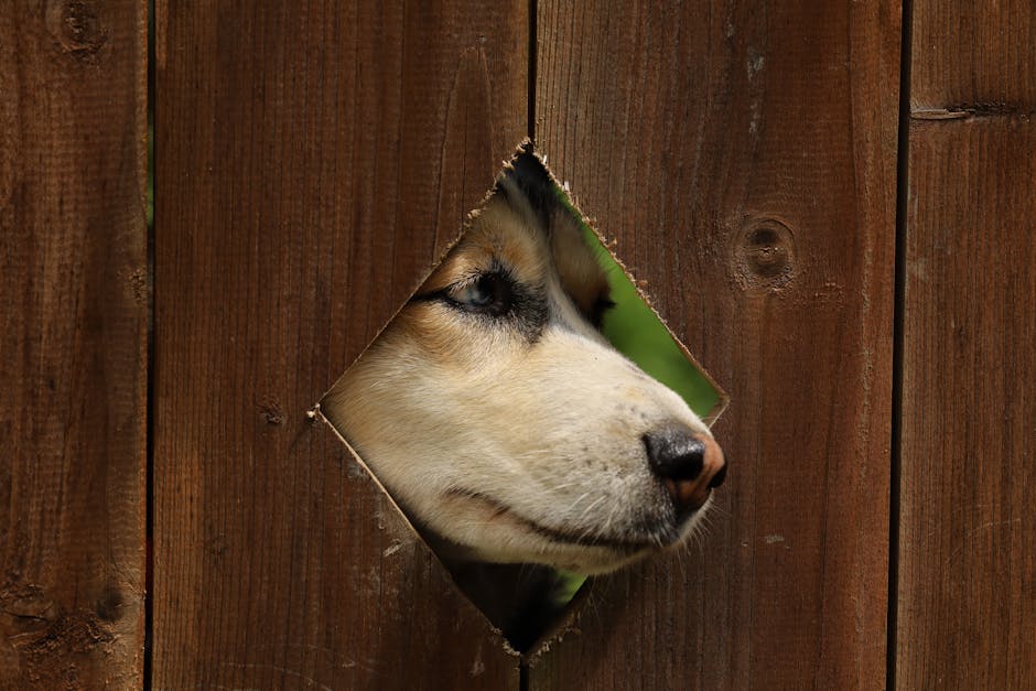 How to Stop Your Husky from Digging: Practical Tips