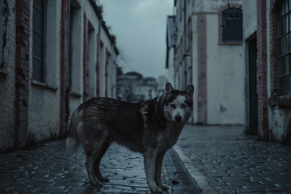 What to Look for in Wet Dog Food for Huskies