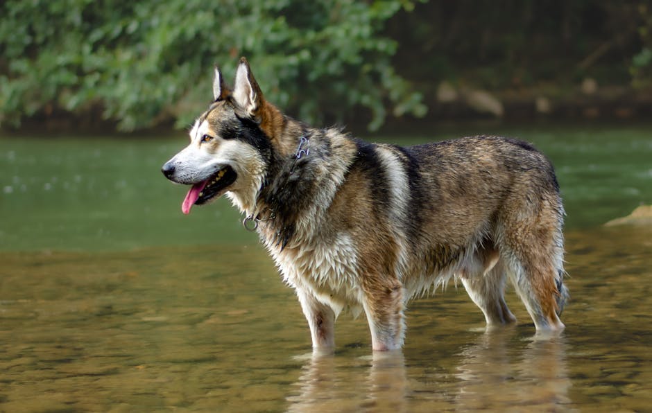 Top 10 Best Wet Dog Food Brands for Huskies