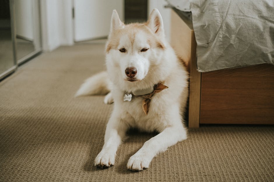 Why Huskies Need a Special Bed