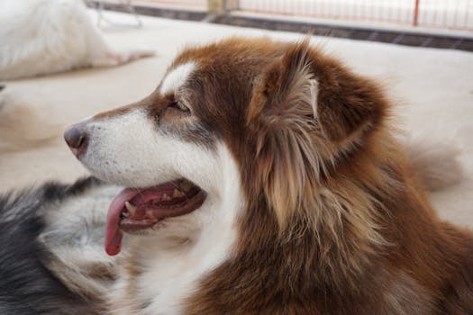 Best Cooling Mat for Huskies: Top Picks & Guide