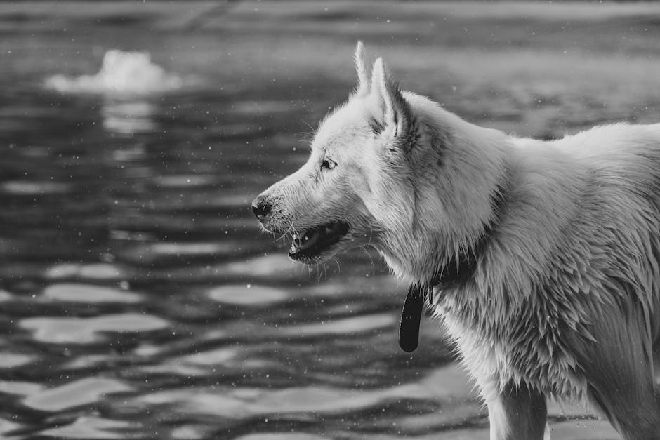 Top 5 Best Cooling Mats for Huskies